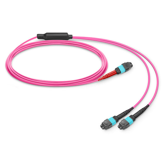 1m (3ft) MTP®-24 (Female) to 2 x MTP®-12 (Female) OM4 Multimode Conversion Harness Cable, 24 Fibers, Type A, Plenum (OFNP), Magenta